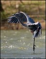 _0SB7326 great-blue heron landing
